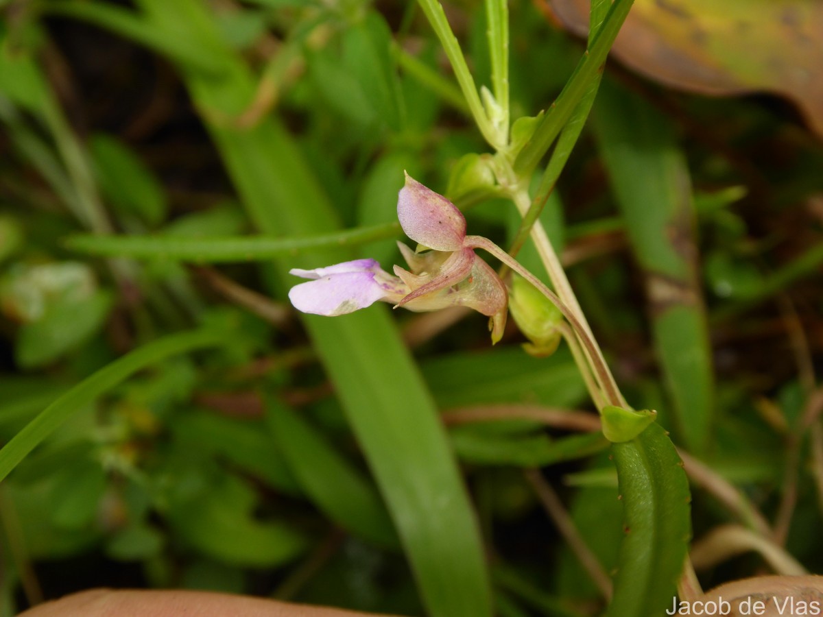 Impatiens oppositifolia L.